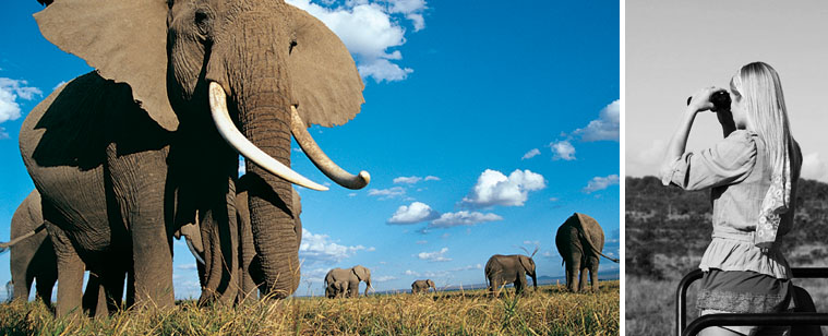 Utopia excursions elephants and woman in safari